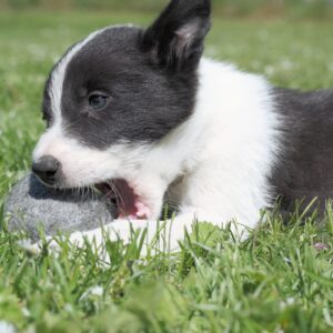 HUNDBOLL 3 pack - Bild 2